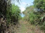 jangle snorkel in okinawa